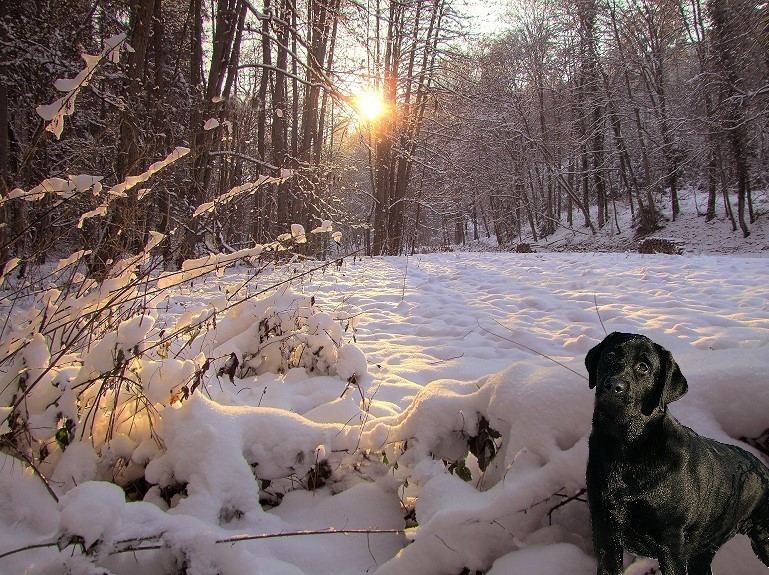 Unterwegs mit dem Labrador im Schnee