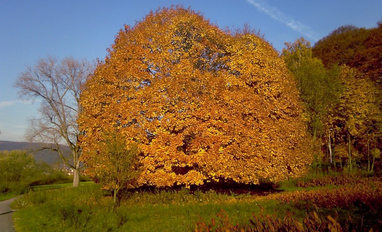 Herbst am Mainufer in Lohr a. Main