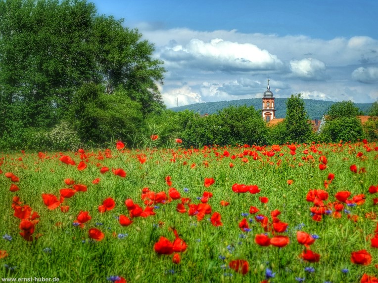 Klatschmohn in Steinbach im Hintergrund die Barockkirche St. Josef am 24. Mai 2014