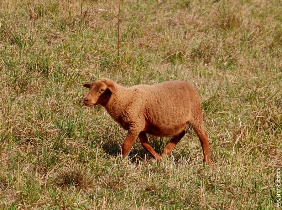 bierwanderung__254.jpg