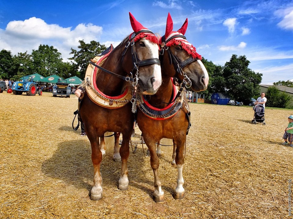 bulldogtreffen2016__183.jpg