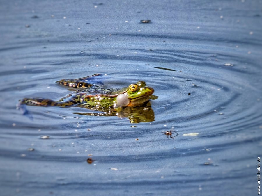 froschkonzert___013-01.jpg