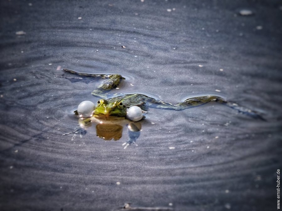 froschkonzert___025-01.jpg