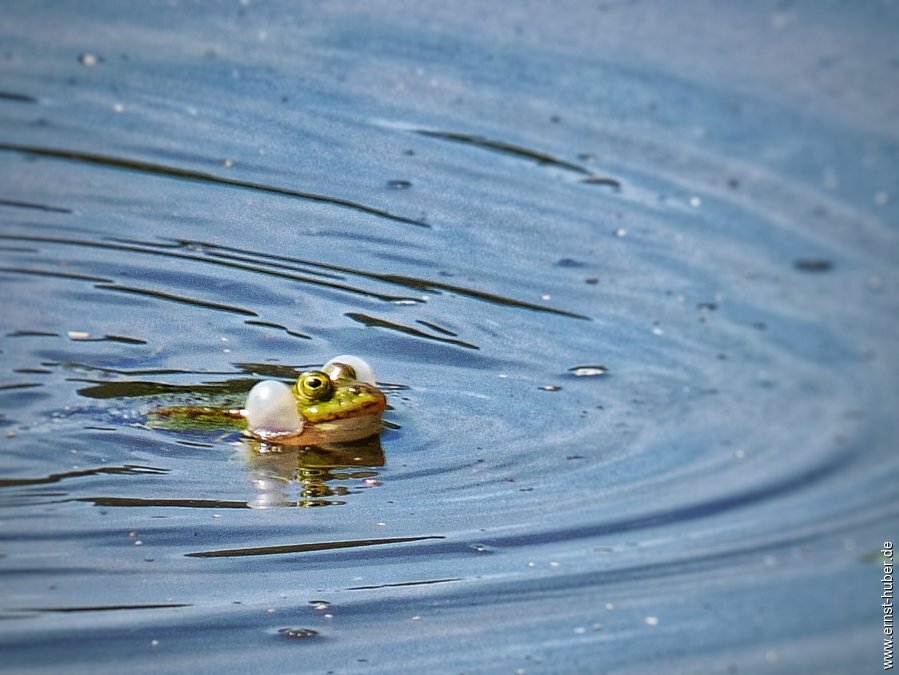 froschkonzert___028-01.jpg