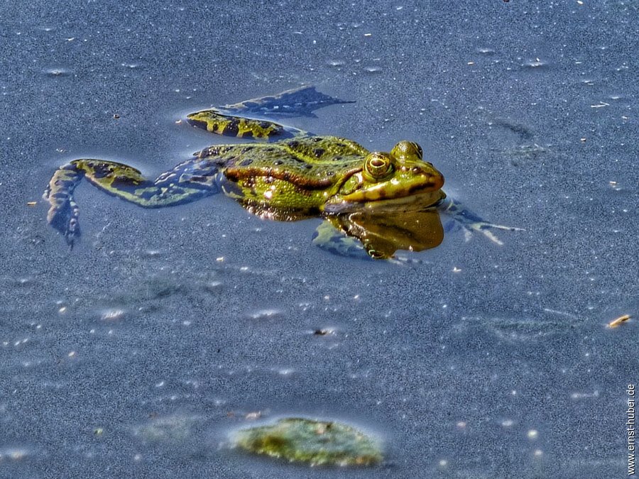 froschkonzert___034-01.jpg