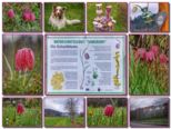 28schachblumen2023collage.jpg